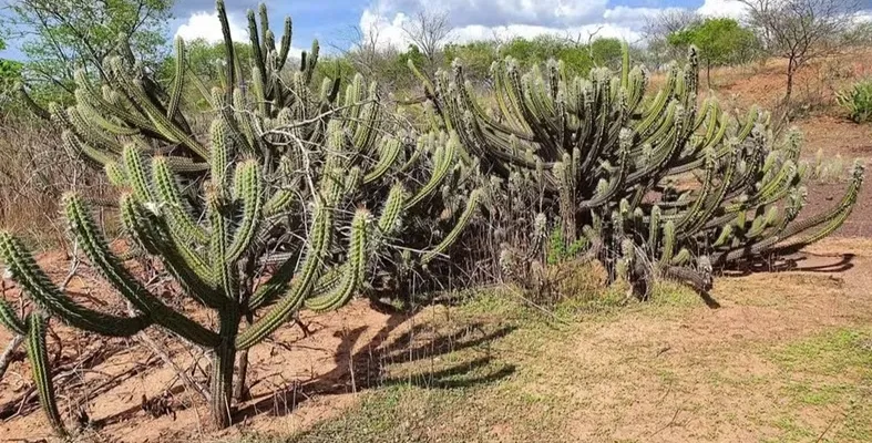 Desmatamento de vegetação nativa cai 41% na Paraíba, aponta relatório