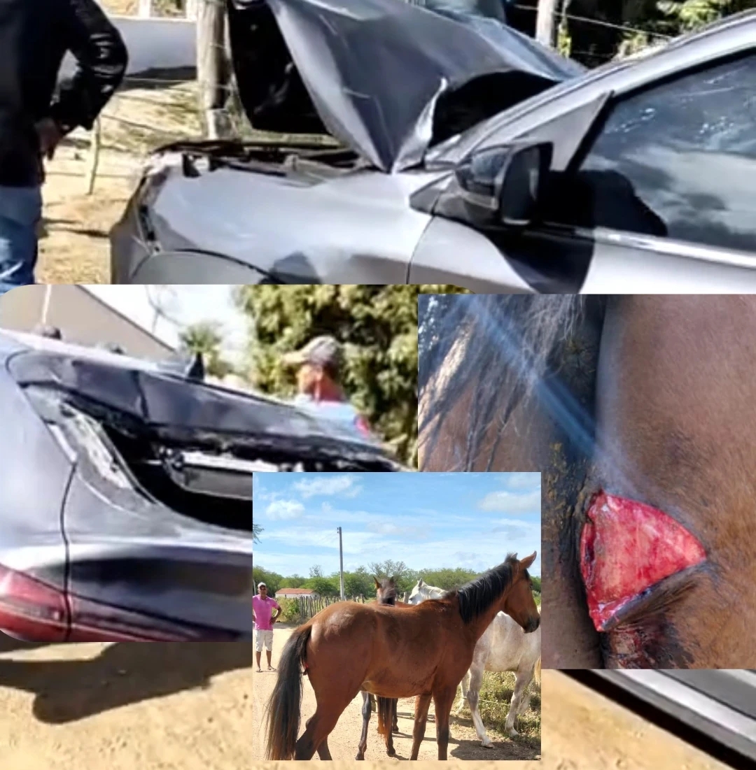 Colisão entre carro e cavalo em Monteiro expõe negligência de criadores e risco constante na BR-110