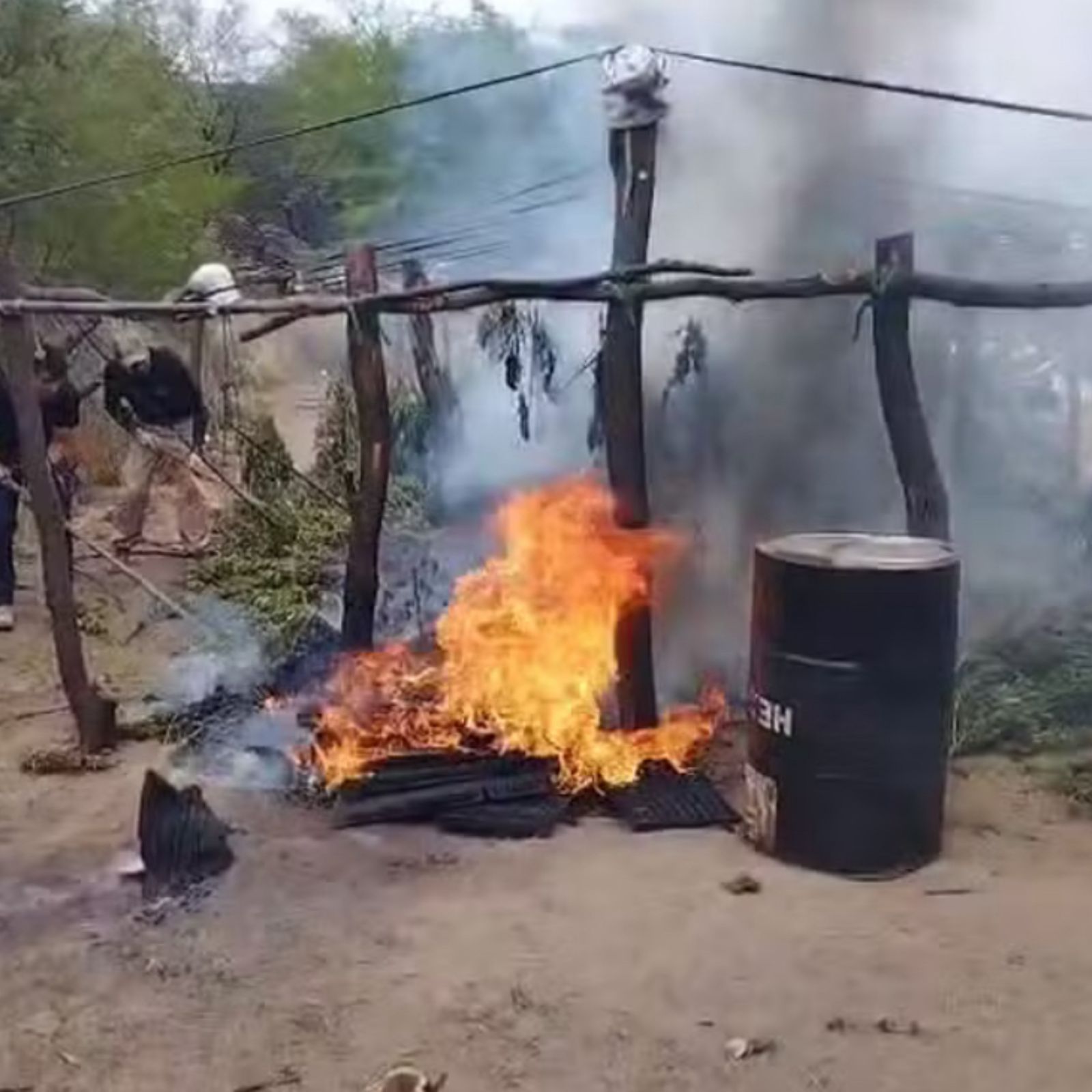 Polícia Civil incinera 200 mil pés de maconha no Sertão da Paraíba
