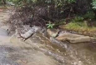 Vídeo: chuvas intensas provocam forte descida de água na Serra do Jatobá, em Serra Branca
