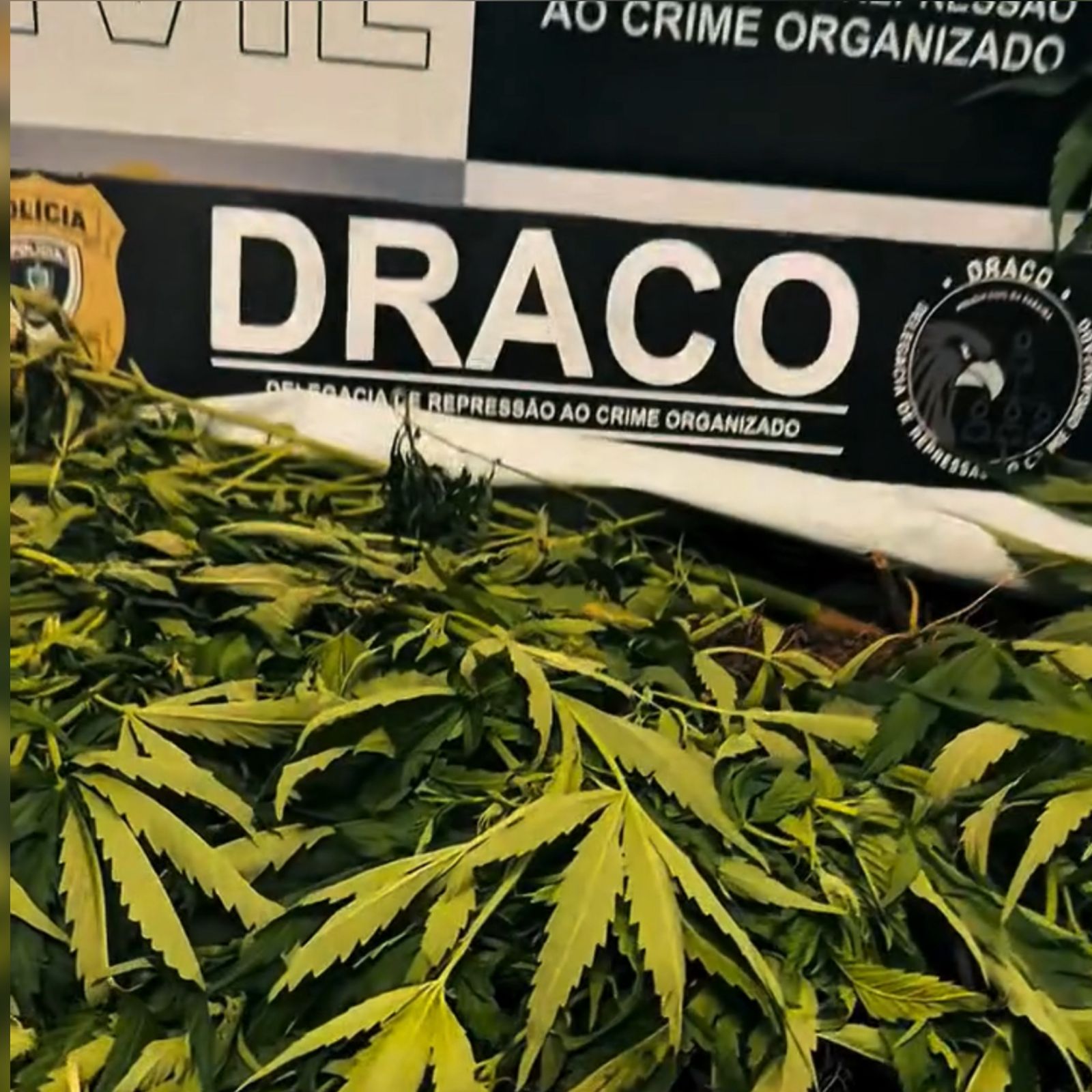 Sete criminosos são presos em plantação de maconha na zona rural de Taperoá