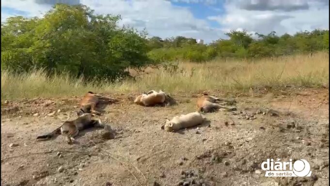 Onze cães são encontrados mortos às margens da BR-427 na Paraíba