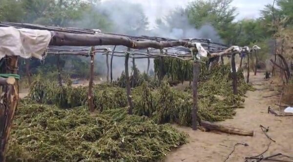 Mais de 200 mil pés de maconha são destruídos pela Polícia Civil em sítio no Sertão da Paraíba