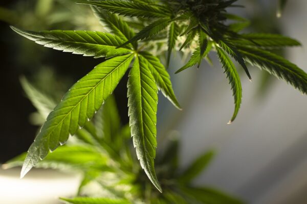 Polícias Federal e Militar eliminam quase 10 mil ‘pés de maconha’, no Sertão paraibano