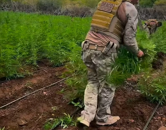 Policial militar e ex-vereador são presos suspeitos de manter plantação de maconha no Cariri