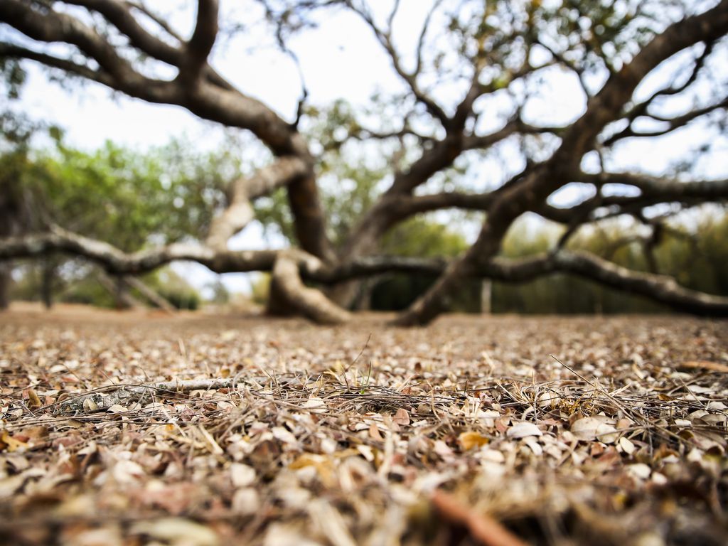 Paraíba tem 100 cidades em situação de emergência por causa da seca