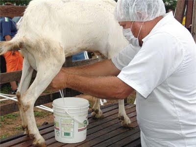 Prefeitura de Sumé paga incentivo aos produtores de leite de leite de cabra