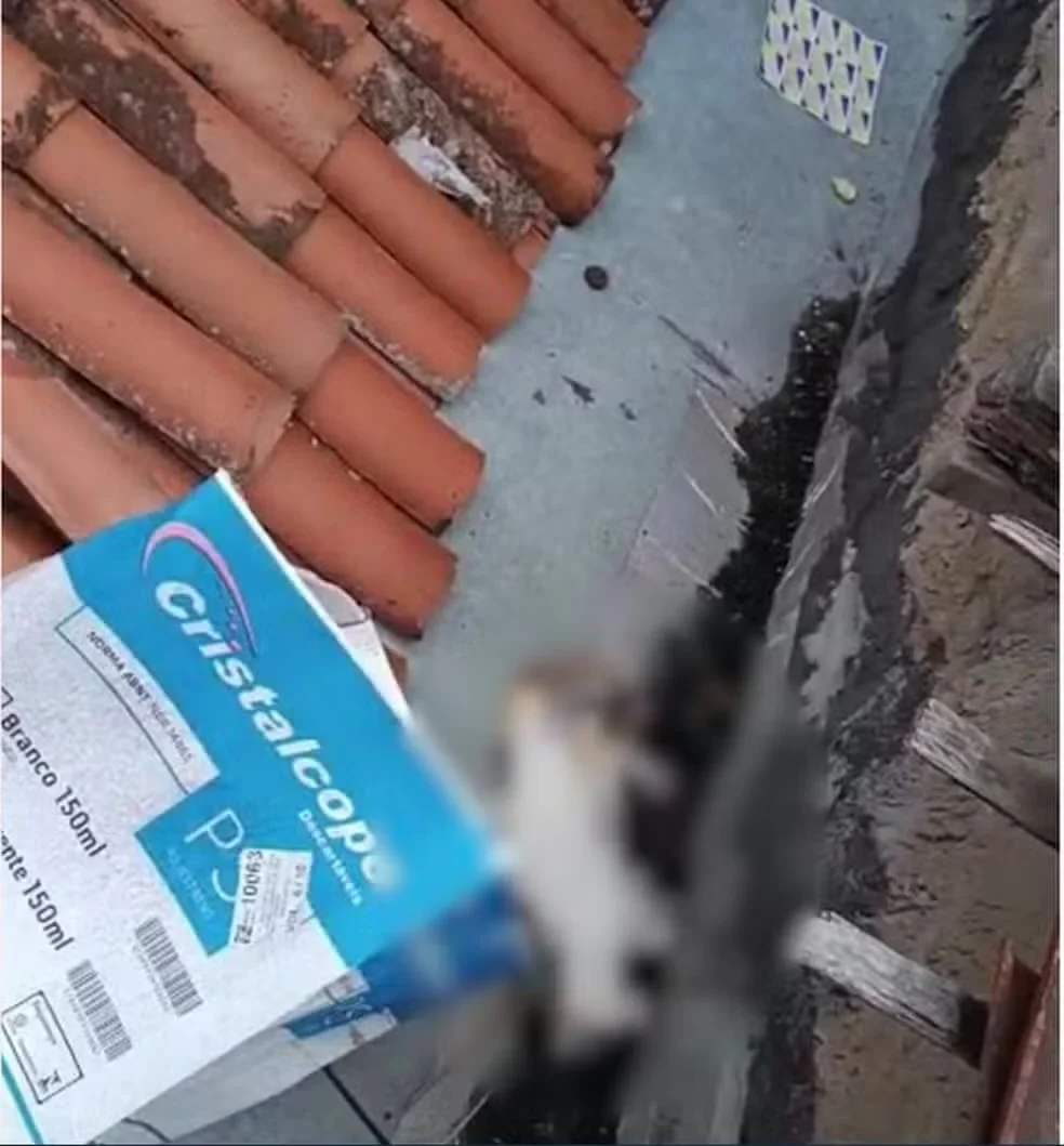 Mulher é suspeita de jogar gatos do 8º andar de prédio após discussão com namorado, em Campina Grande