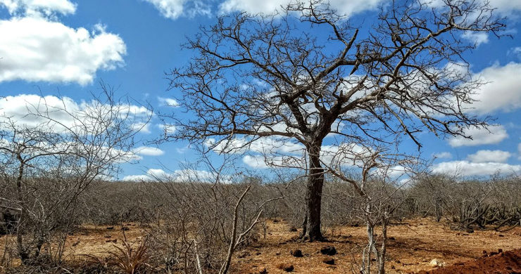 Cabaceiras, Taperoá e outras 12 cidades da Paraíba têm situação de emergência reconhecida pelo Governo Federal
