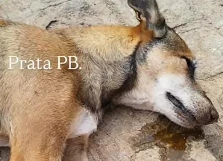 Cães são envenenados na cidade da Prata e casos geram revolta entre moradores