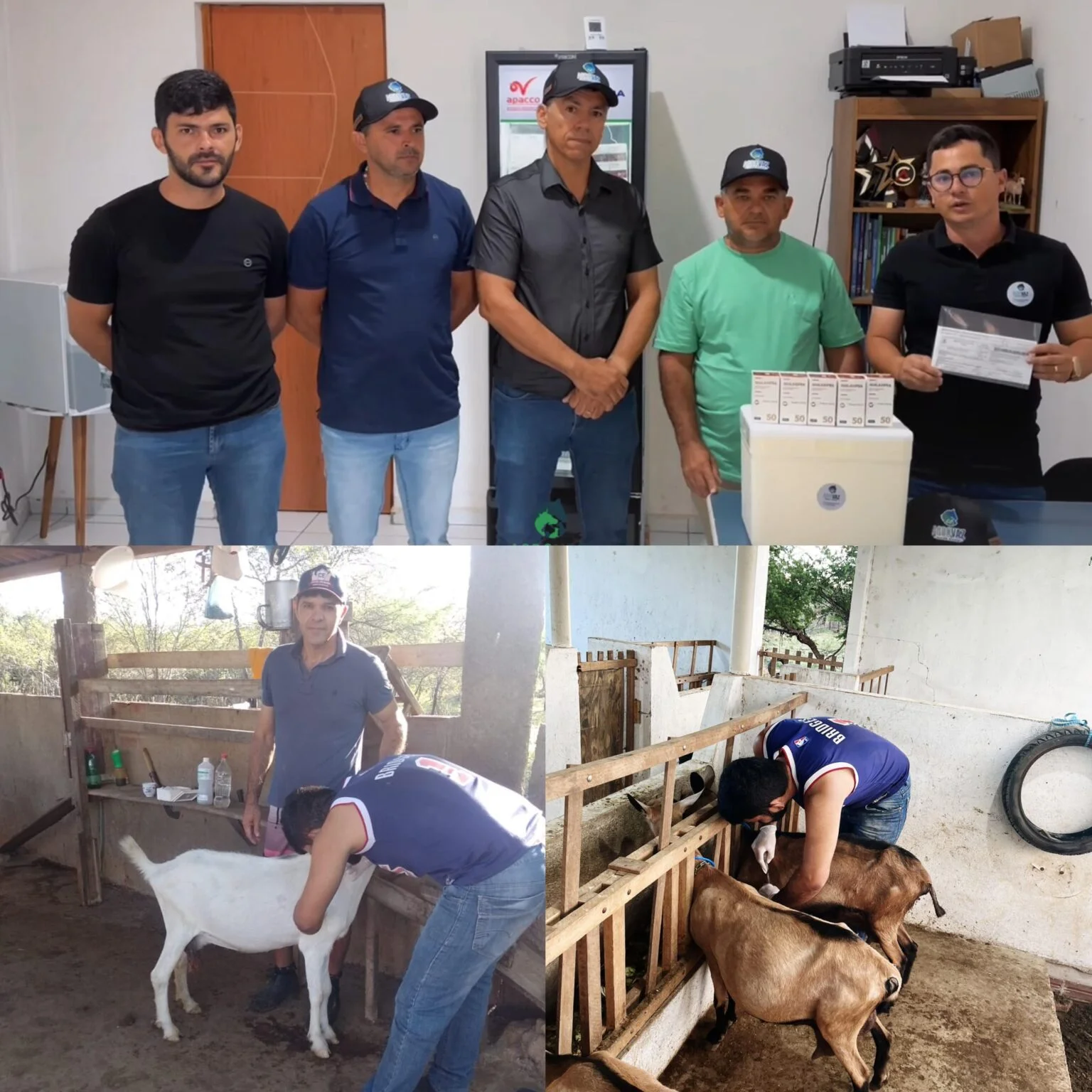 São Domingos do Cariri se torna a primeira Prefeitura do Brasil a adquirir vacina contra a Micoplasmose para incentivar agricultores