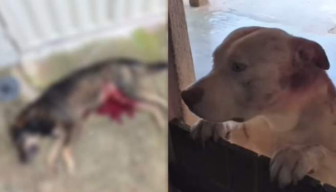Polícia indicia tutora de Pitbull que matou dois cães na cidade de Cuité, na Paraíba