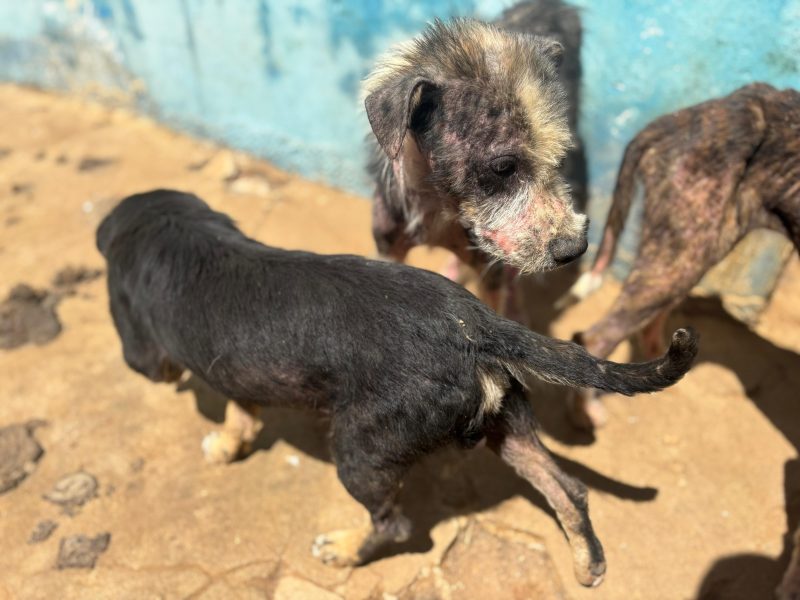 Prefeitura mantém cachorros em condições precárias na Paraíba