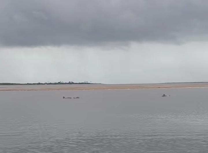 VÍDEO: Botos cinza são vistos nadando em rio no Litoral Norte da Paraíba