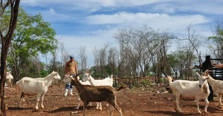 Produtores rurais do Cariri investem na produção de leite de cabra